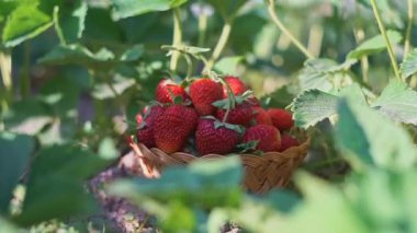 Olgun çilekler çilek tarlasında sepete konur.