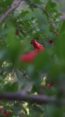 Nar çiçekleri rüzgarda sallanır ve güneş ışığında parlar..