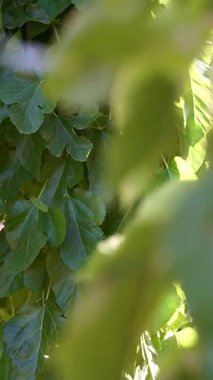 Dut yaprakları gün ışığında parlar