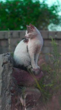 Beyaz bir kedi tepede oturur ve bekler..