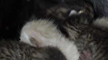 Yeni doğmuş siyah beyaz kedi yavruları bir araya toplandı.