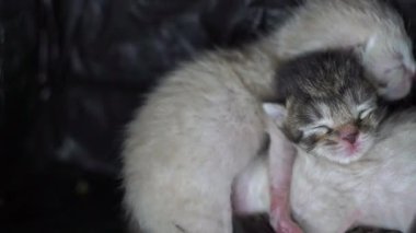 Yeni doğmuş siyah beyaz kedi yavruları bir araya toplandı.