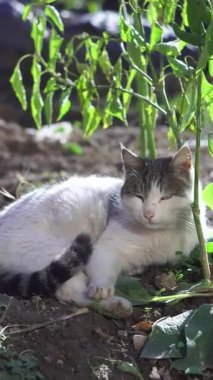 Kedi kendini güneşin altında bir ağacın altında ısıtıyor..