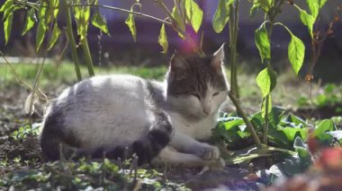 Kedi kendini güneşin altında bir ağacın altında ısıtıyor..