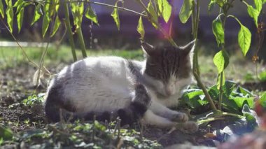 Kedi kendini güneşin altında bir ağacın altında ısıtıyor..