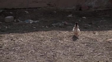 Tavuklar ahırın önünde yiyecek arıyorlar..