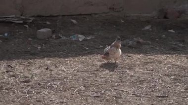 Tavuklar ahırın önünde yiyecek arıyorlar..