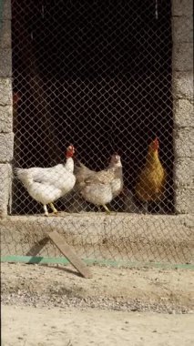 Tavuklar ahırın önünde yiyecek arıyorlar..