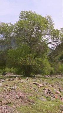 Dağdan akan su dağ yolunda görülebilir..