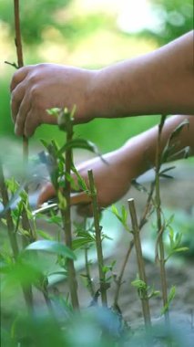 Bir insan çiçeklerden ve bitkilerden çok fazla dal keser.