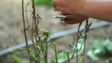 Bir insan çiçeklerden ve bitkilerden çok fazla dal keser.