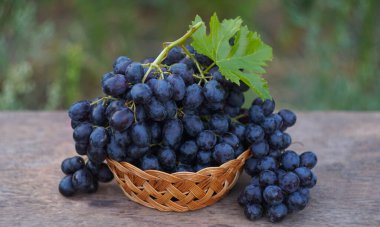                                Doğada, sepetteki bir sepetten sallanan bir demet siyah üzüm