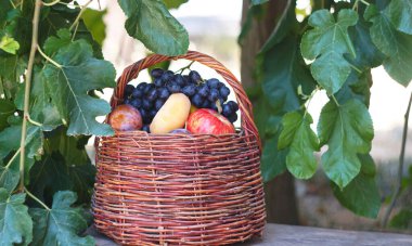                                       Ağacın altındaki sepette çeşitli yaz meyveleri var..