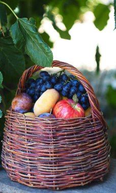                                     Ağacın altındaki sepette çeşitli yaz meyveleri var..
