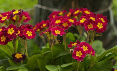                      Bahçede, küçük kırmızı çiçeklerin üzerinde bir arı uçar..          