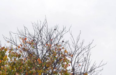                                Sonbaharda, kuşlar sarı yapraklı bir ağaca oturur..