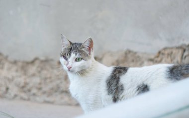                                Beyaz kedinin bir gözü hasarlı ve kapalı..