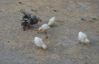 Bir tavuk ve yavruları yerden tahıl topluyor ve yiyorlar..