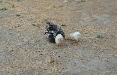 Bir tavuk ve yavruları yerden tahıl topluyor ve yiyorlar..