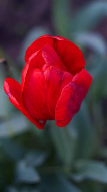                                Bahar çayırlarında kırmızı laleler çiçek açar.