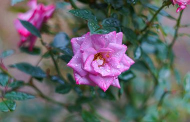                                Bahçedeki Pembe Gül 'e yağmur damlaları