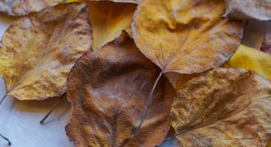                                 Sonbaharda, Tury 'nin sarı yaprakları her yeri kapladı.