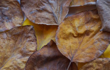                                  Sonbaharda, Tury 'nin sarı yaprakları her yeri kapladı.