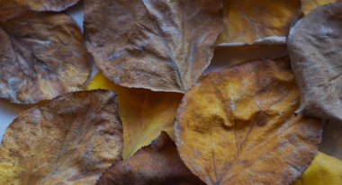                                 Sonbaharda, Tury 'nin sarı yaprakları her yeri kapladı.