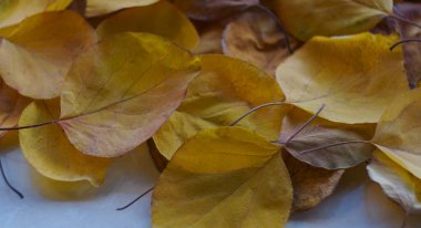                         Sonbaharda, Tury 'nin sarı yaprakları her yeri kapladı.           