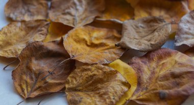                Sonbaharda, Tury 'nin sarı yaprakları her yeri kapladı.                  