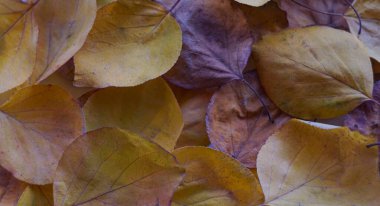                                   Sonbaharda, Tury 'nin sarı yaprakları her yeri kapladı.