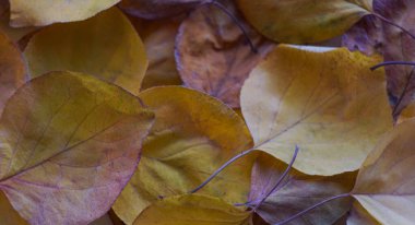                                         Sonbaharda, Tury 'nin sarı yaprakları her yeri kapladı.