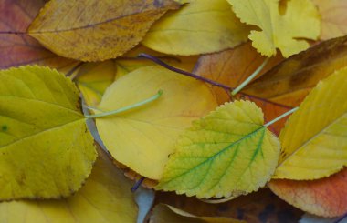                                Sonbaharda, Tury 'nin sarı yaprakları her yeri kapladı.