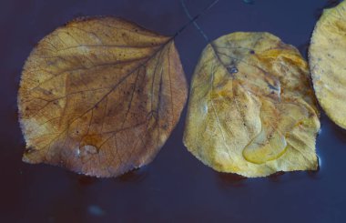                                Sonbaharda, sarı yapraklar suda yüzer..