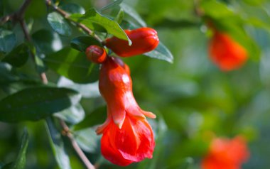                                                               Bahçedeki nar dallarında tomurcuklardan nar çiçekleri açıyor..