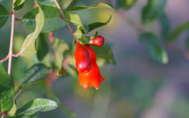                                                               Bahçedeki nar dallarında tomurcuklardan nar çiçekleri açıyor..