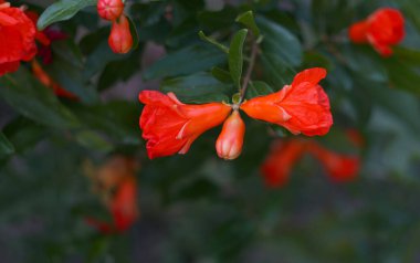                                                                                              Bahçedeki nar dallarında tomurcuklardan nar çiçekleri açıyor..
