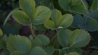                               Çilek yaprakları çilek tarlasında görülebilir.