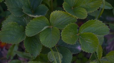                                Çilek yaprakları çilek tarlasında görülebilir.