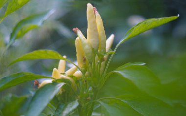                                Tarlada küçük yeşil bir dalda birkaç biber var..