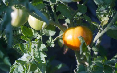                                Tarladaki domatesler kızarıyor ve olgunlaşıyor..