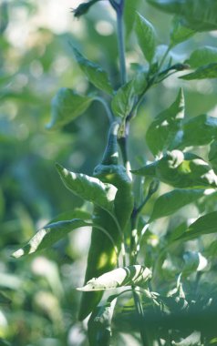    Tarlada, sapında yeşil biber asılı.  