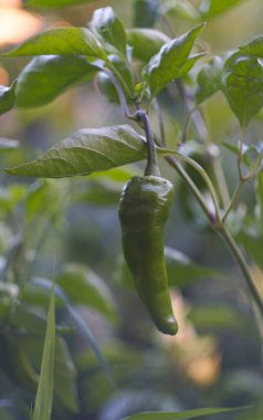                                Tarlada, sapında yeşil biber asılı.
