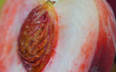                                Büyük kırmızı şeftalinin içindeki tohum görünür..