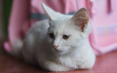            Beyaz bir kedi pembe bir çantanın önünde masanın üzerinde duruyor..