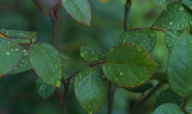                         Water droplets glisten on the thorny leaves of the rose.       