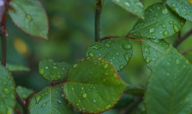                                Water droplets glisten on the thorny leaves of the rose.