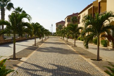 Santa Maria kasabasında palmiye ağaçları olan bir cadde. Cape Verde 'deki Sal adasında.