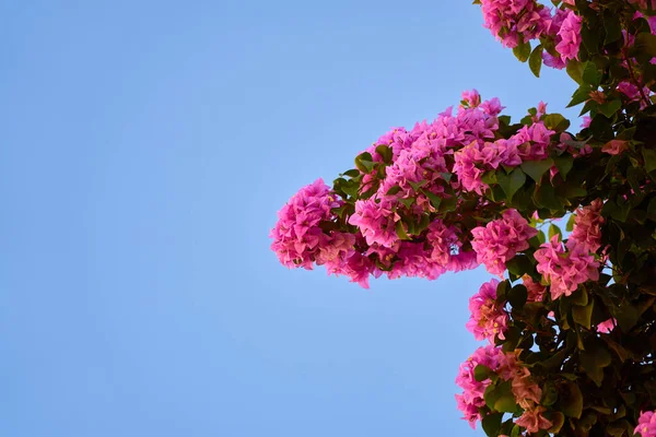 Тропічні Рожеві Квіти Кущах Променях Світла — стокове фото