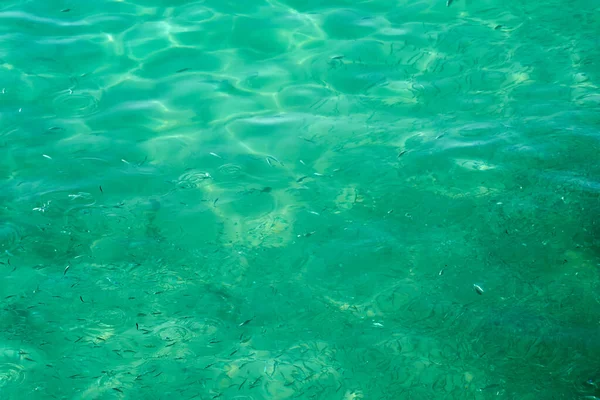 Pesce Sfocato Acqua Tropicale Come Sfondo Astratto — Foto Stock